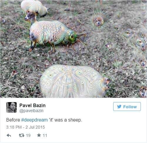 sheep